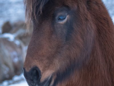 Iceland-2017-695