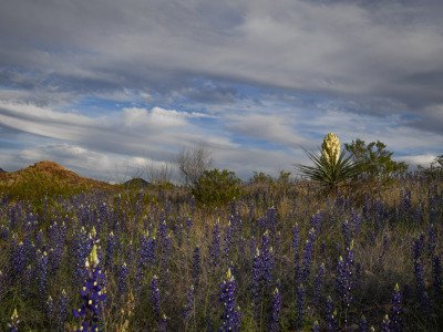 Texas-2019-359