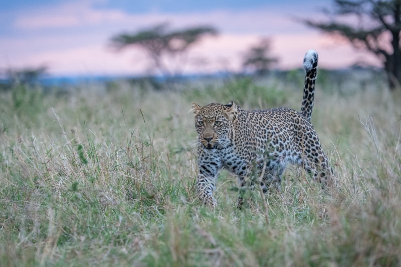 leopard-kempinski-205-1