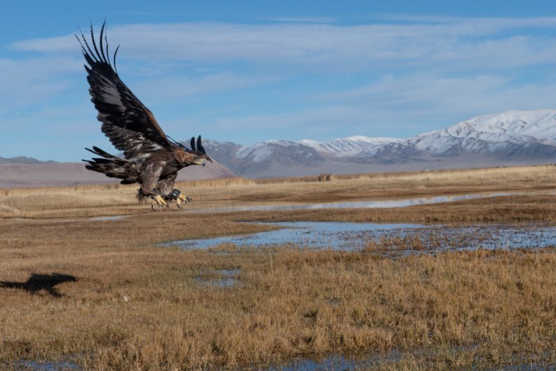 Eagle-Festival-878