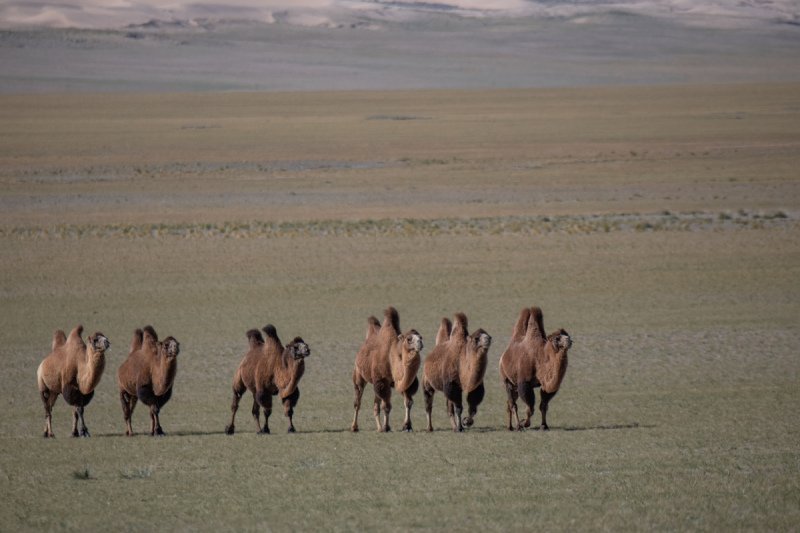 Gobi-2018-1534-Edit