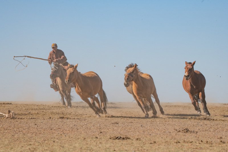 Gobi-2018-8639