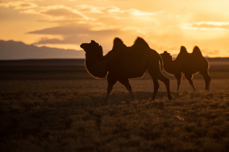 Gobi-2018-999