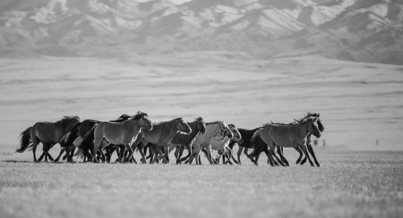 Gobi-2018-9991