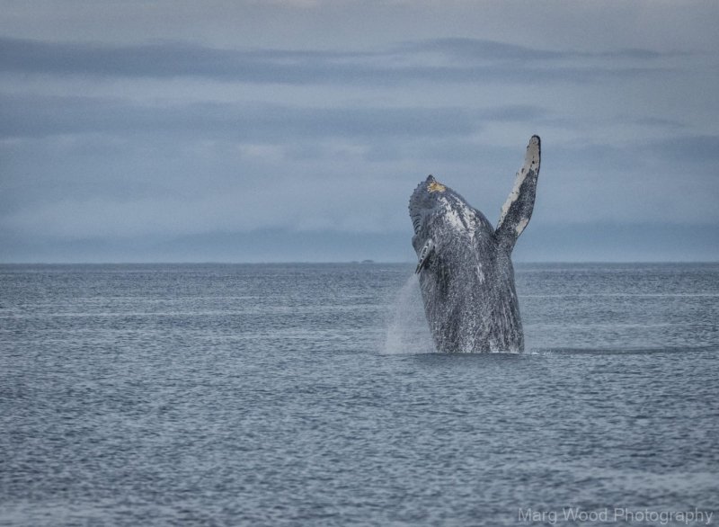 2016-Sea-Mammals-10872-Edit-1-scaled