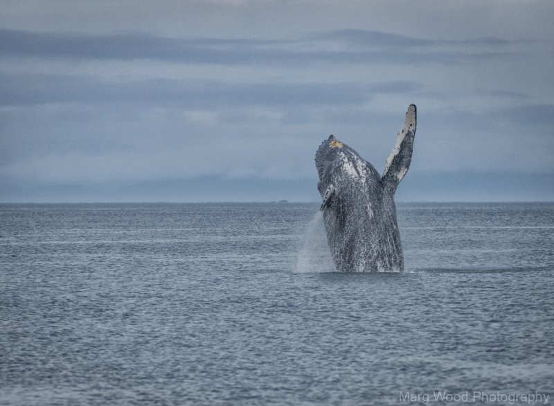 2016-Sea-Mammals-10872-Edit
