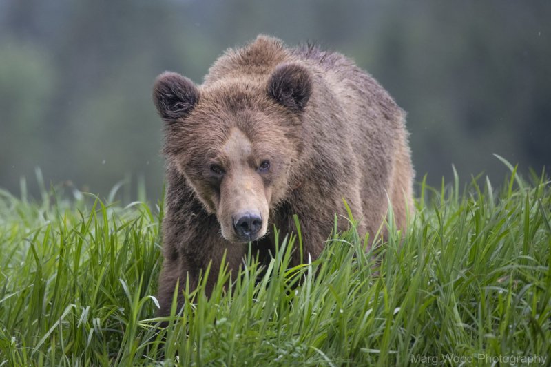 2018-grizzlies-1053-1-scaled