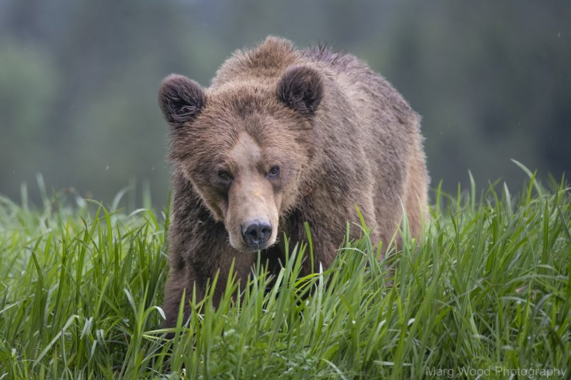 2018-grizzlies-1053