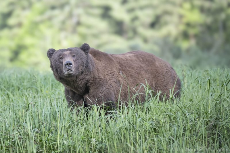 2018-grizzlies-1715-1-scaled