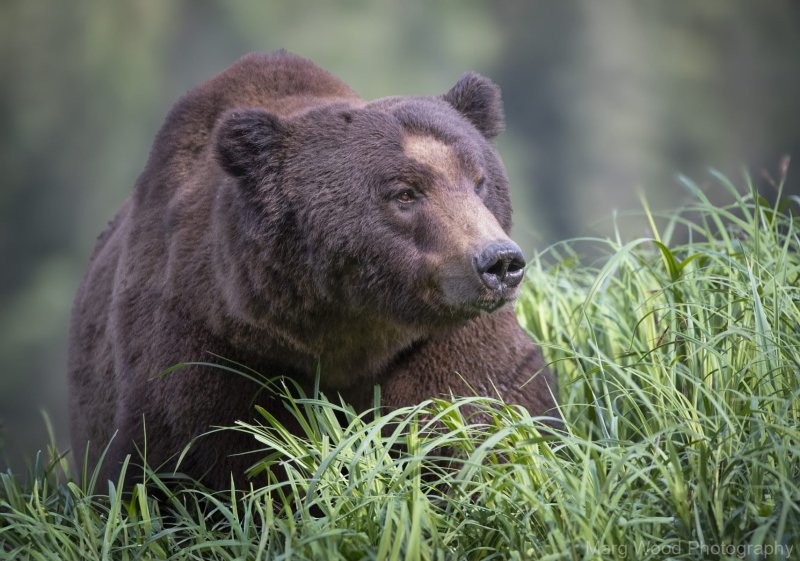 2018-grizzlies-3817-1-scaled