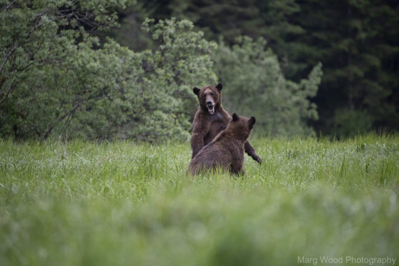 2018-grizzlies-5012-1-scaled