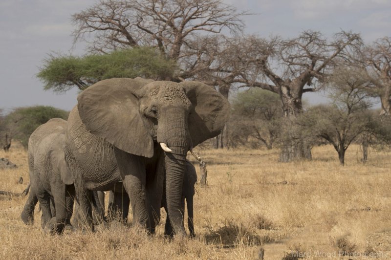 Africa-all-years-678-1-scaled