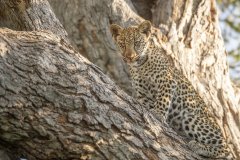 Africa-all-years-102