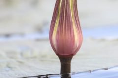 Africa-all-years-11-2-1-scaled