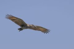 Africa-all-years-127-1-scaled