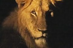 Africa-all-years-188-1-scaled