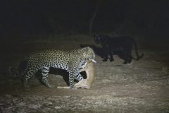 Africa-all-years-2-179-1-scaled