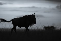 Africa-all-years-2-79-1-scaled