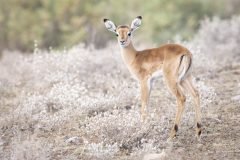 Africa-all-years-212-1-scaled