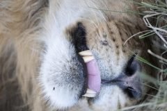 Africa-all-years-23-2-1-scaled