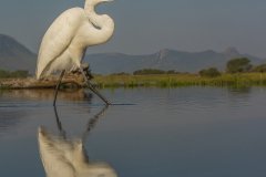 Africa-all-years-38
