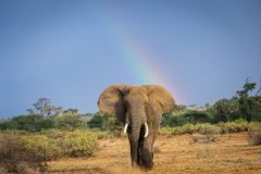 Africa-all-years-392-2-1-scaled