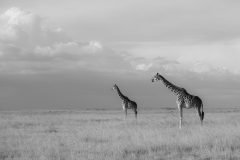 Africa-all-years-537-1-scaled