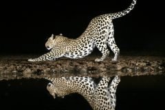 Africa-all-years-559-3-1-scaled