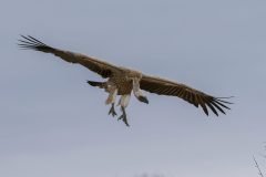 Africa-all-years-579-2-1-scaled