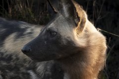 Africa-all-years-667-2-1