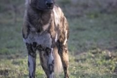 Africa-all-years-669-3-1-scaled