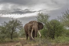 Africa-all-years-683-1-scaled