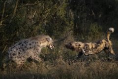 Africa-all-years-684-3-1-scaled