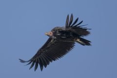 Africa-all-years-690-scaled