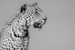 Africa-all-years-691-2-scaled