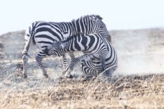 Africa-all-years-693-3-scaled