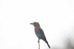 Africa-all-years-701-scaled