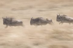 Africa-all-years-703-2-scaled