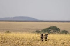 Africa-all-years-705-3-scaled