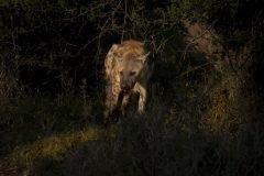 Africa-all-years-706-2-scaled