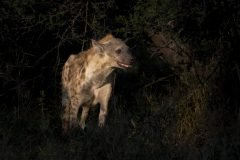 Africa-all-years-708-2-scaled