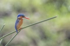 Africa-all-years-710-2-scaled