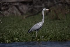 Africa-all-years-713-2-scaled