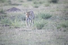 Africa-all-years-715-scaled