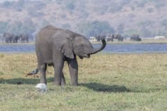 Africa-all-years-717-3-scaled