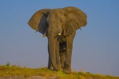 Africa-all-years-718-2-scaled