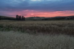 Palouse-2015-30.jpg-nggid048577-ngg0dyn-2000x1331x100-00f0w010c010r110f110r010t010