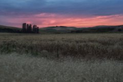 Palouse-2015-30.jpg-nggid048577-ngg0dyn-800x600x100-00f0w010c011r110f110r010t010