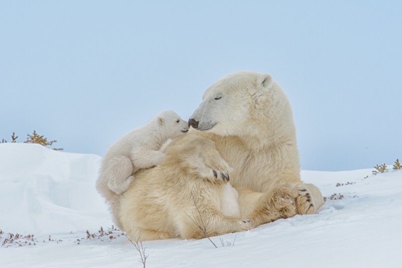 2016-Polar-Bears-1009