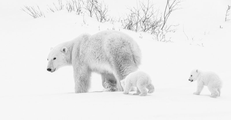 2016-Polar-Bears-10417